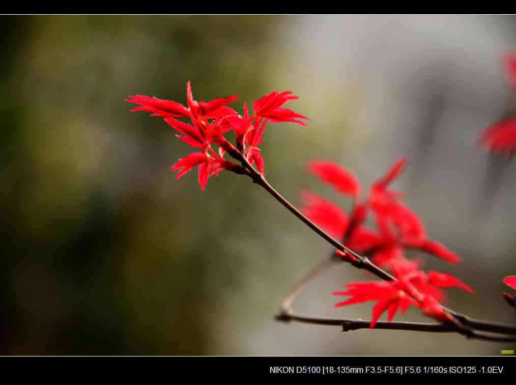 春天红枫萌芽成长