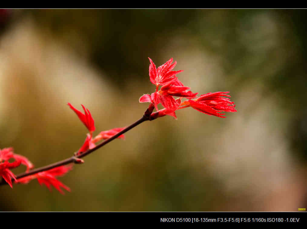 春天红枫萌芽成长