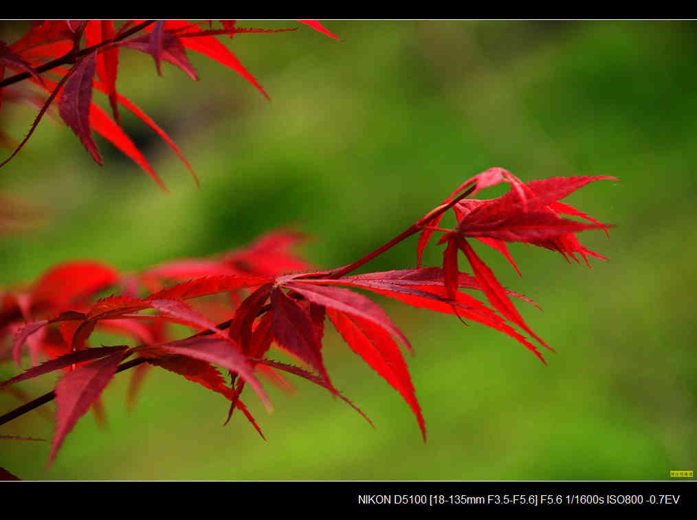 春天红枫萌芽成长