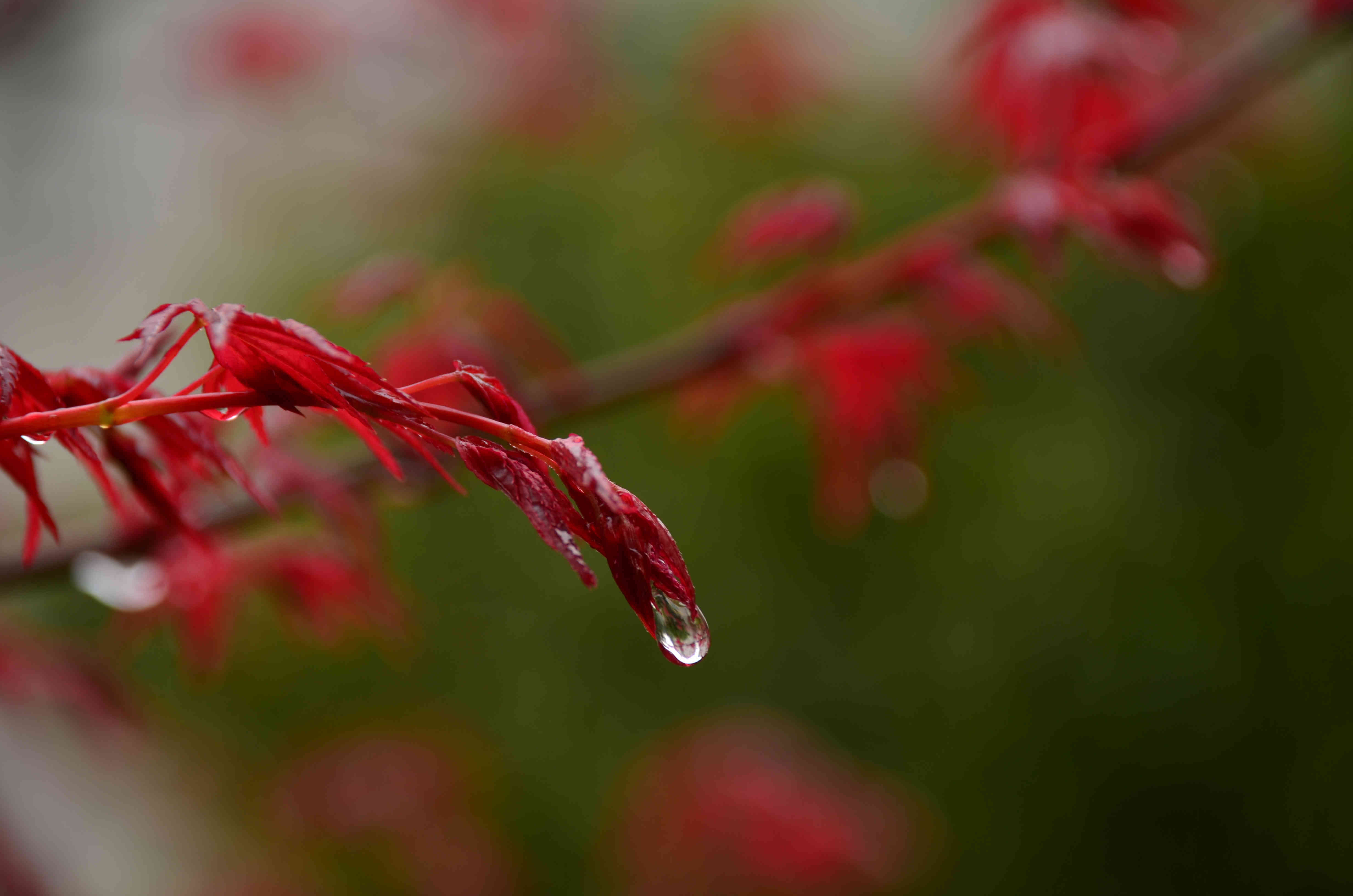 春天红枫萌芽成长