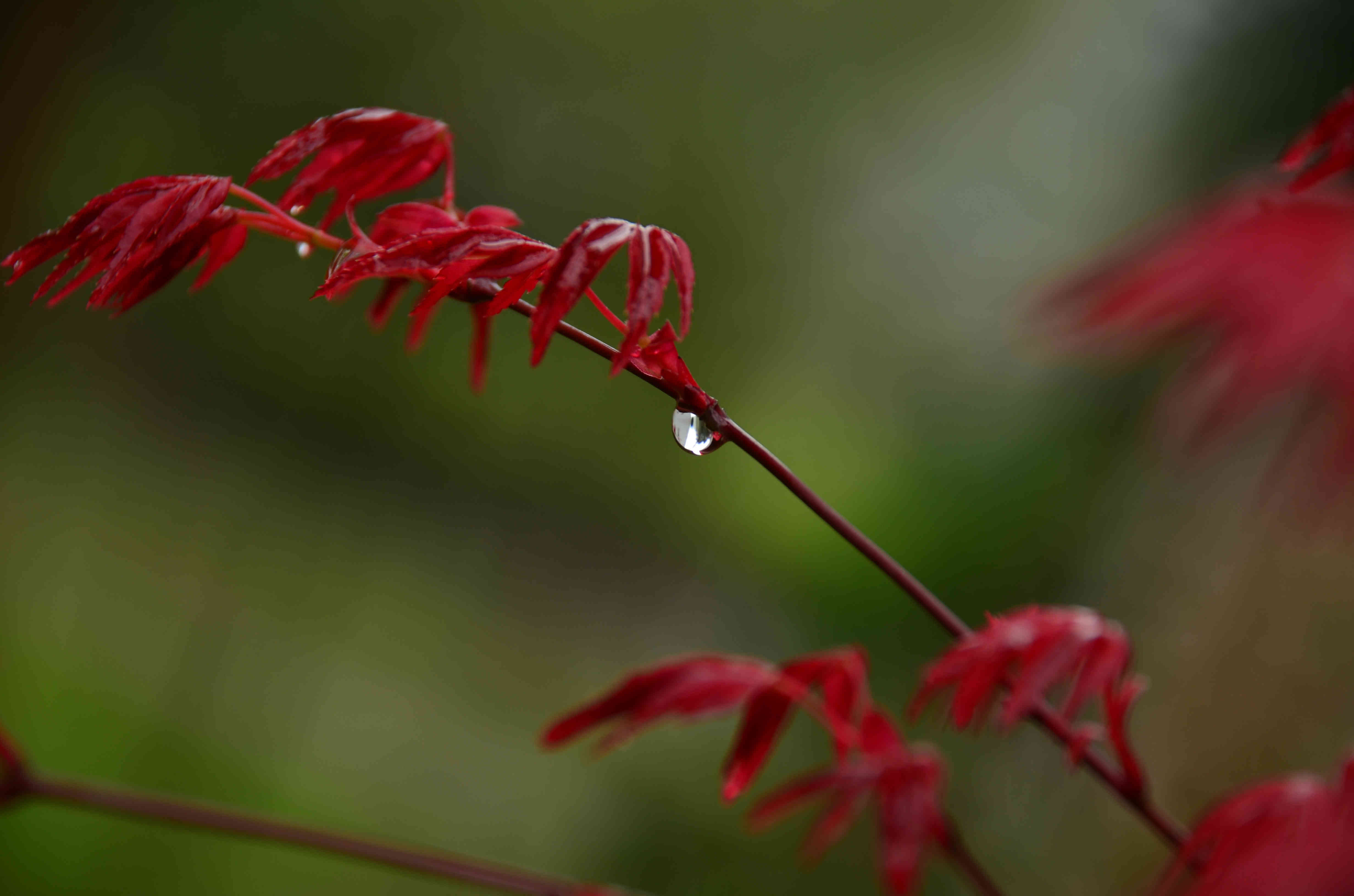 春天红枫萌芽成长