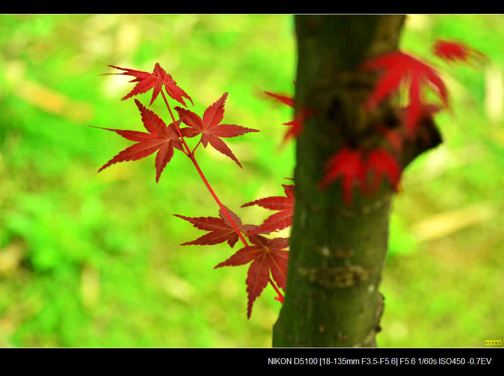 春天红枫萌芽成长