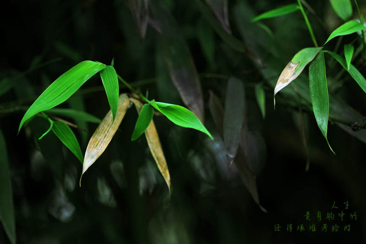 醉清风[雨后新竹]