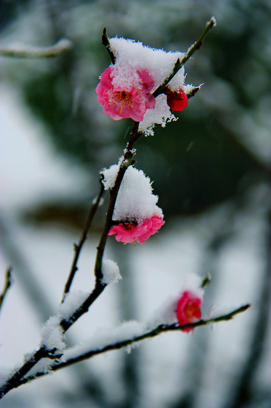 隋唐雪梅