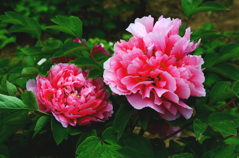 【d800拍摄牡丹摄影图片】菏泽牡丹园生态摄影_阿从