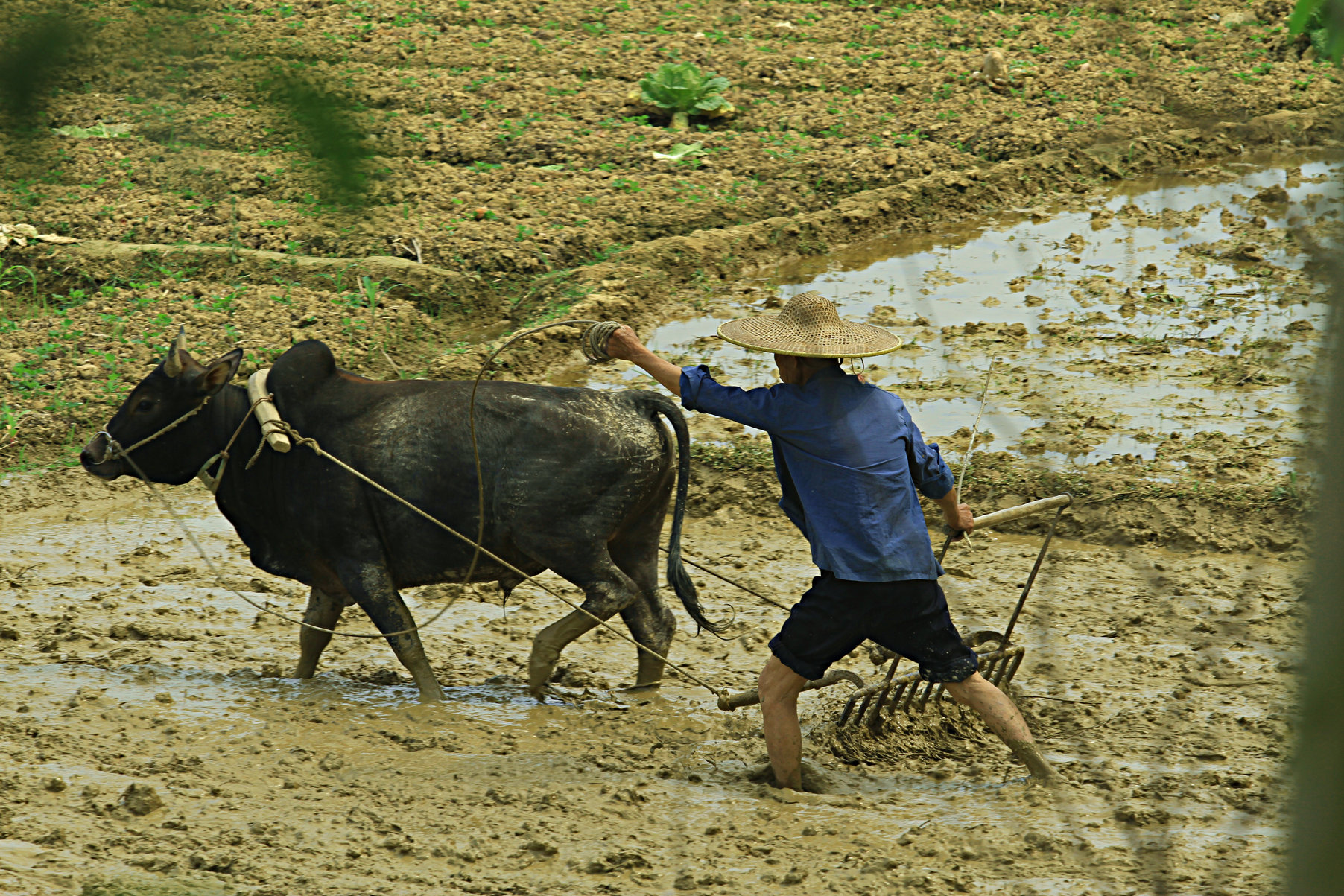 插秧的农民伯伯们高清图片下载-正版图片500445259-摄图网