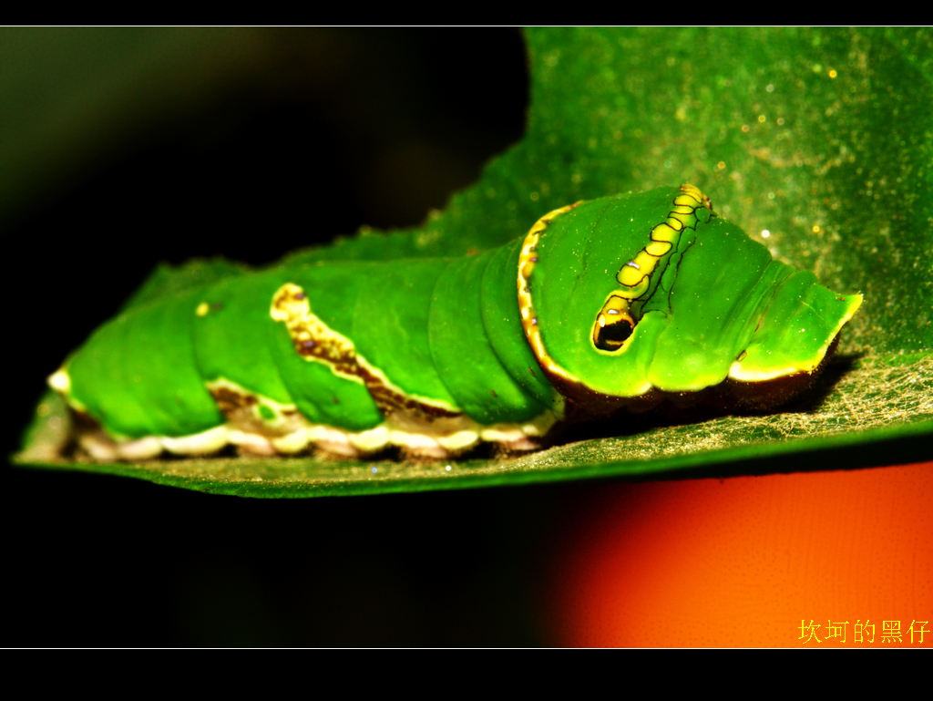 柑橘凤蝶 Papilio xuthus – IISDW