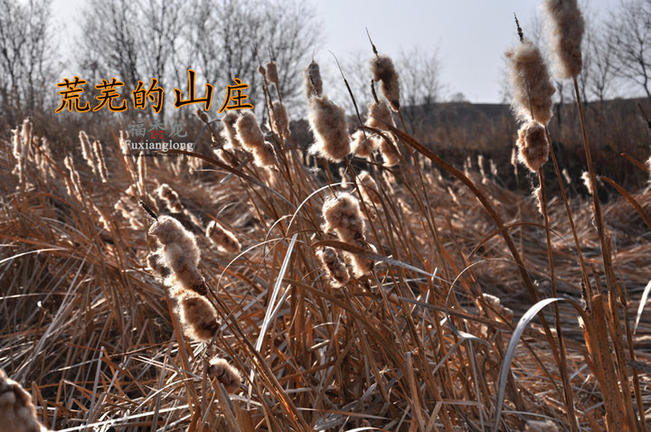 【荒芜的山庄摄影图片】吉林省延吉市清茶馆纪