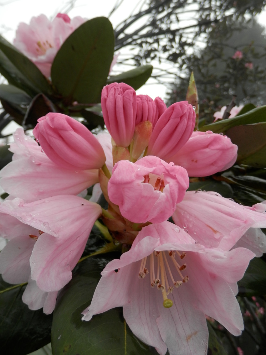 重庆金佛山杜鹃花