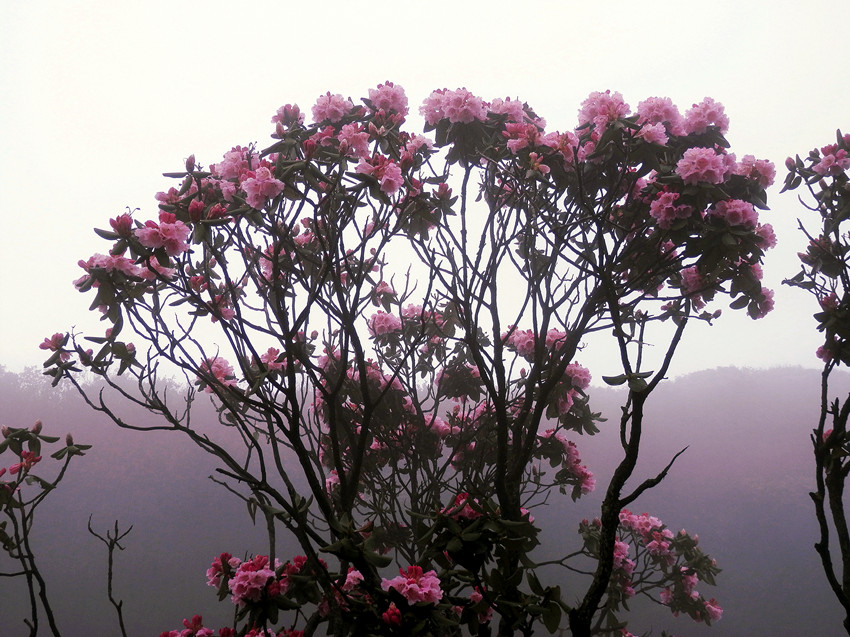 重庆金佛山杜鹃花