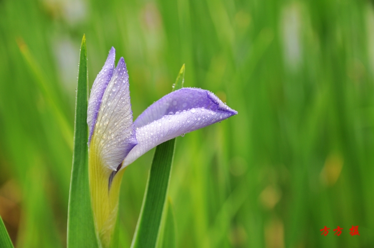 蓝色的鸢尾花