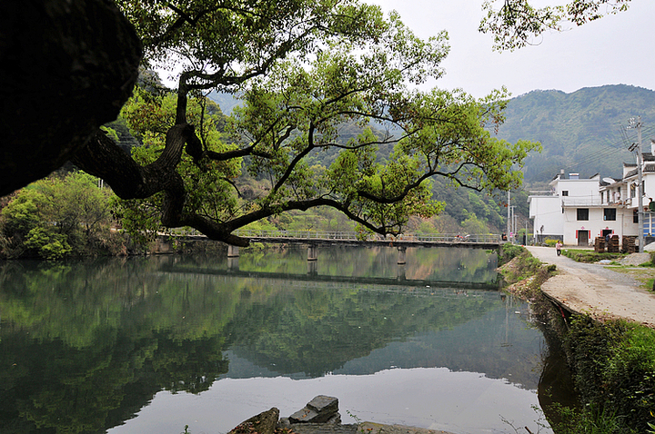 春渡婺源(3)--上坦村 (共p)