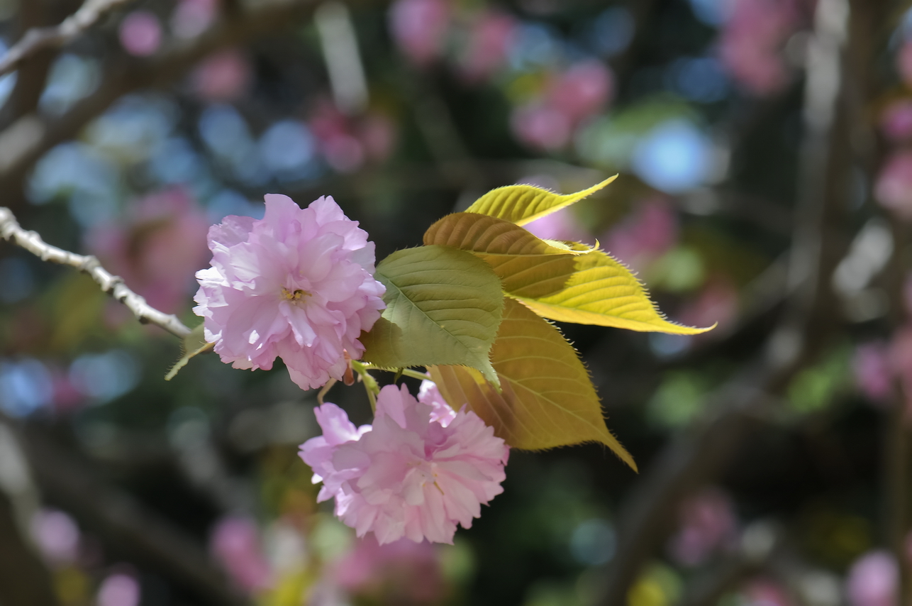 【公园里的花摄影图片】青岛中山公园生态摄影