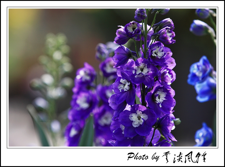 穗花翠雀(上)