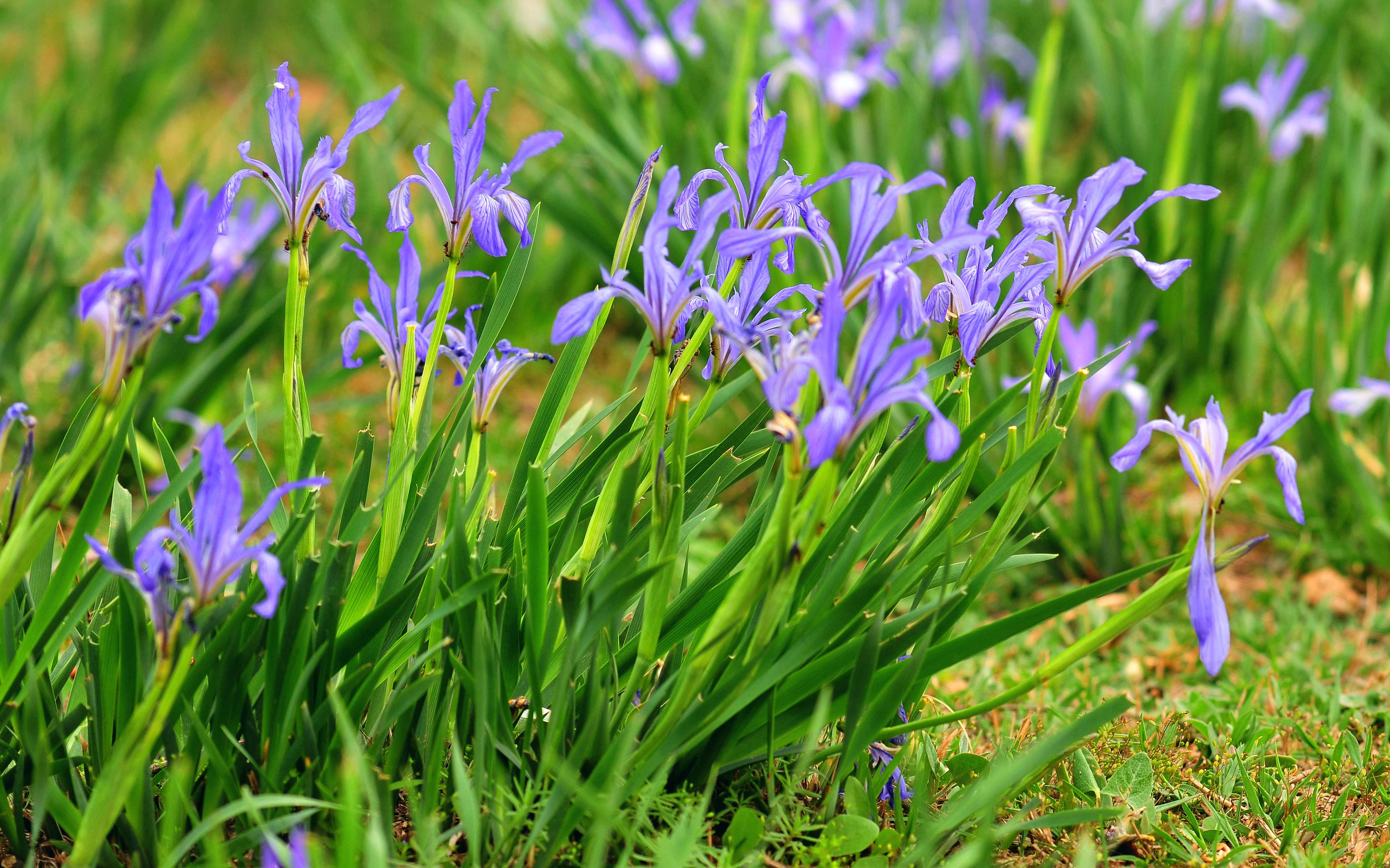 这种紫色花朵的兰花叫什么品种，什么科_百度知道