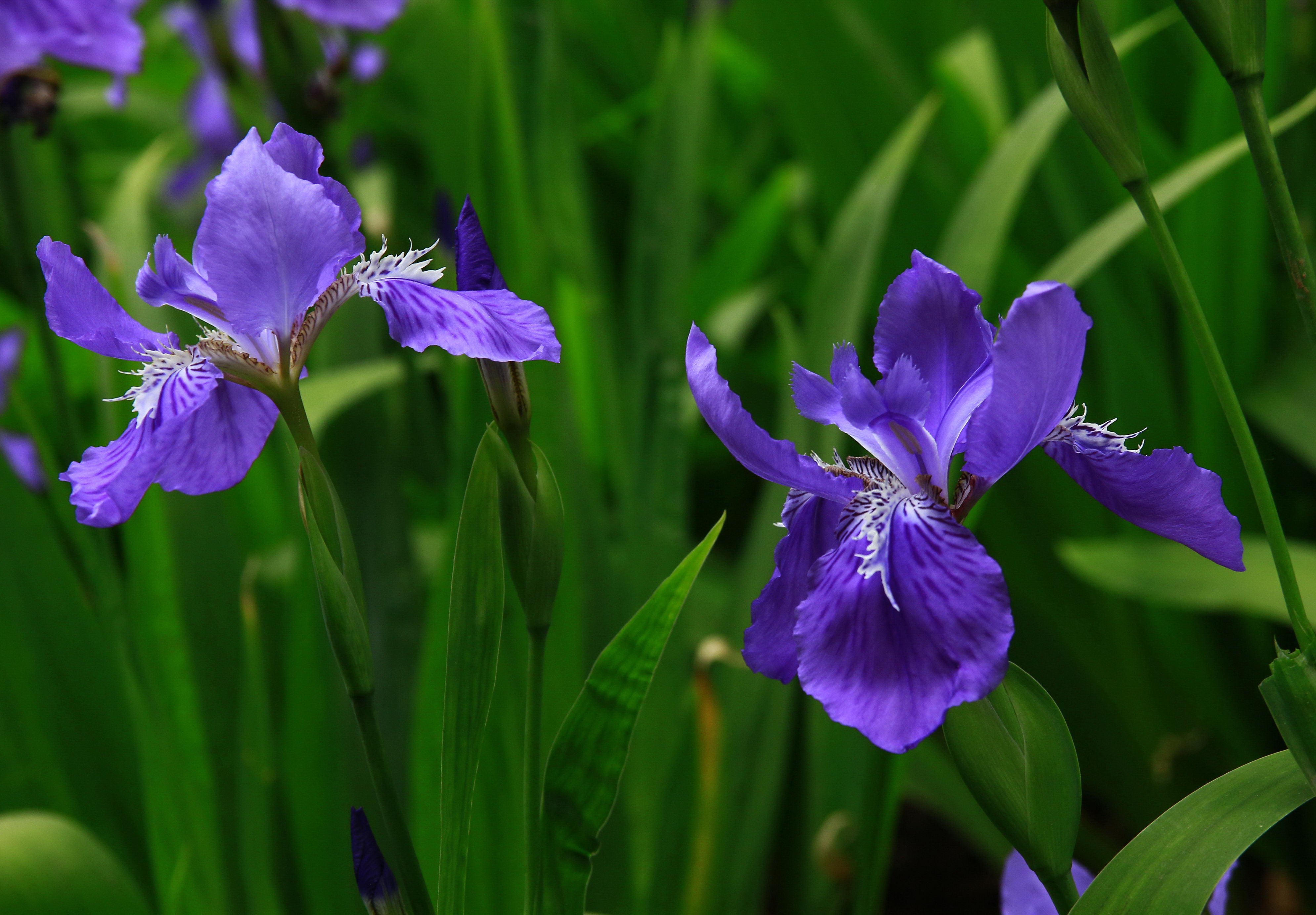 日本鸢尾花盛开 夏日紫色小花清新淡雅
