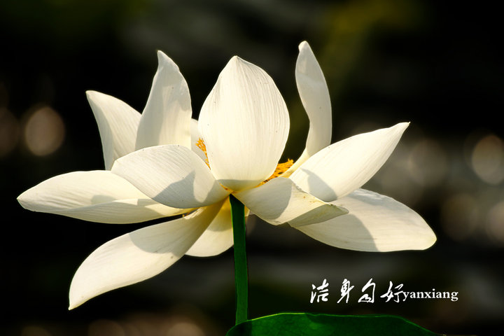 洁身自好