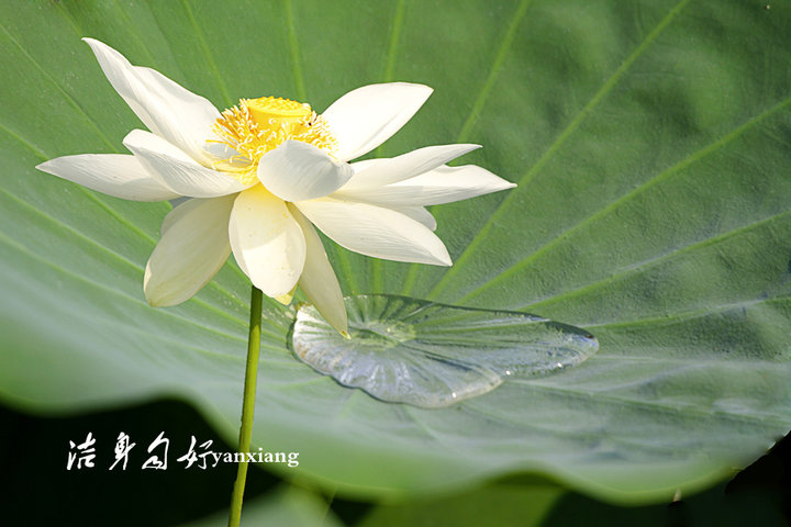 洁身自好