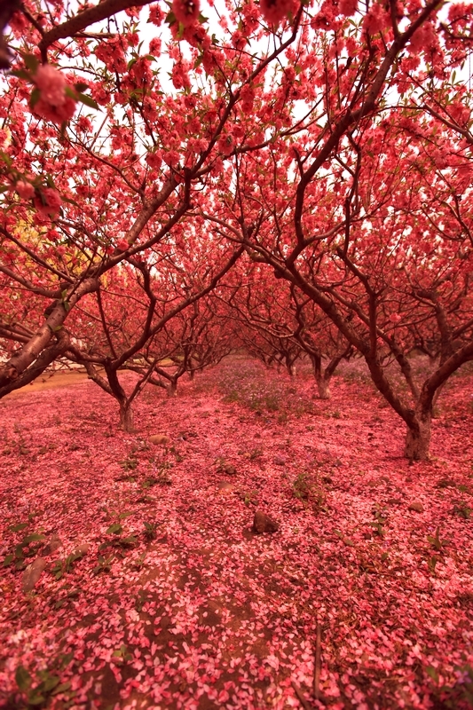 桃花.京密