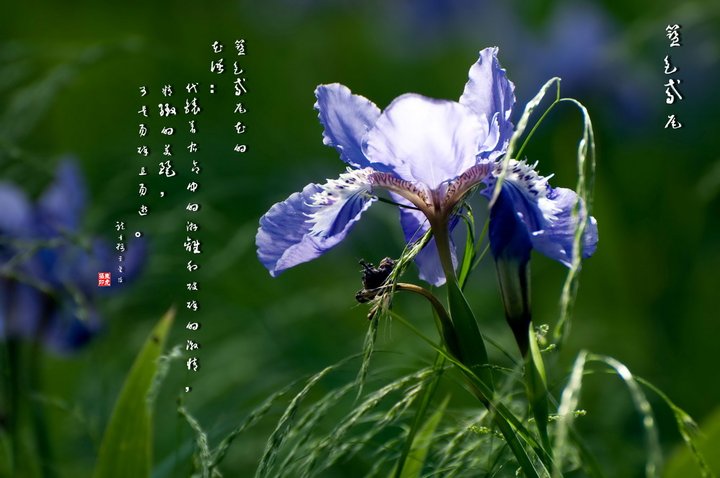 【鸢尾花的花语摄影图片】情侣园生态摄影