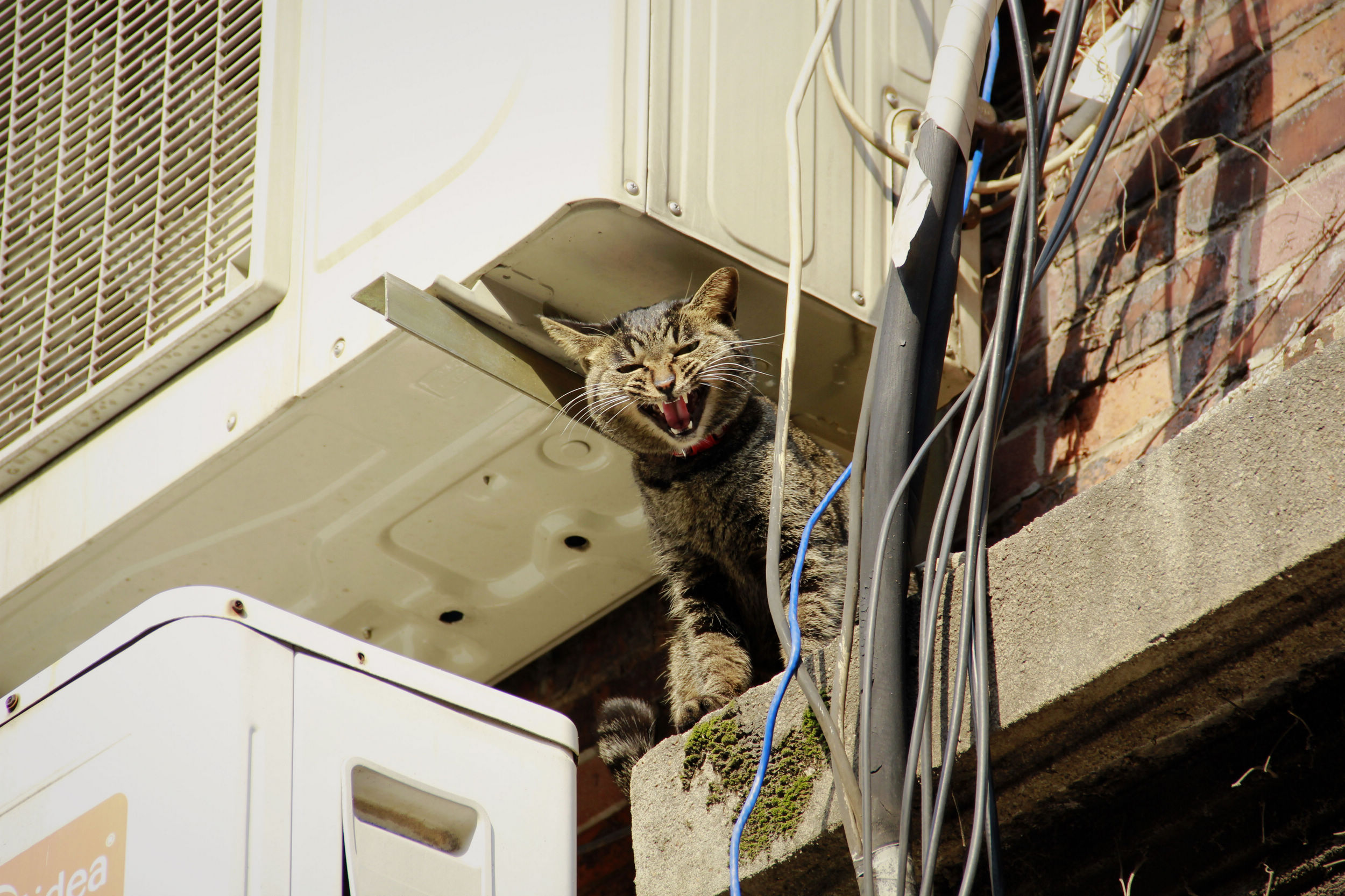 被困屋檐的猫