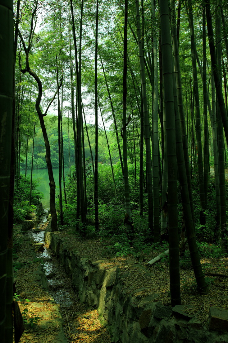 竹林深处