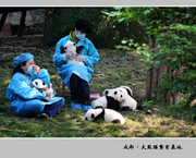 下一组 成都·大熊猫繁育基地