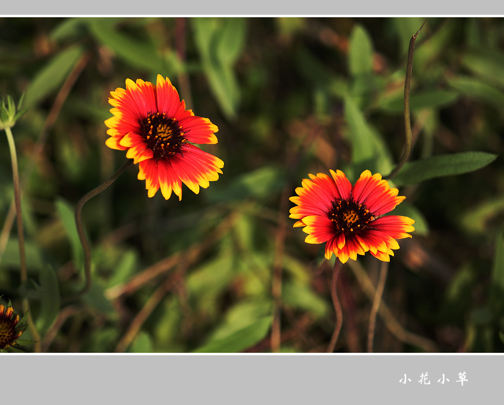 小花小草