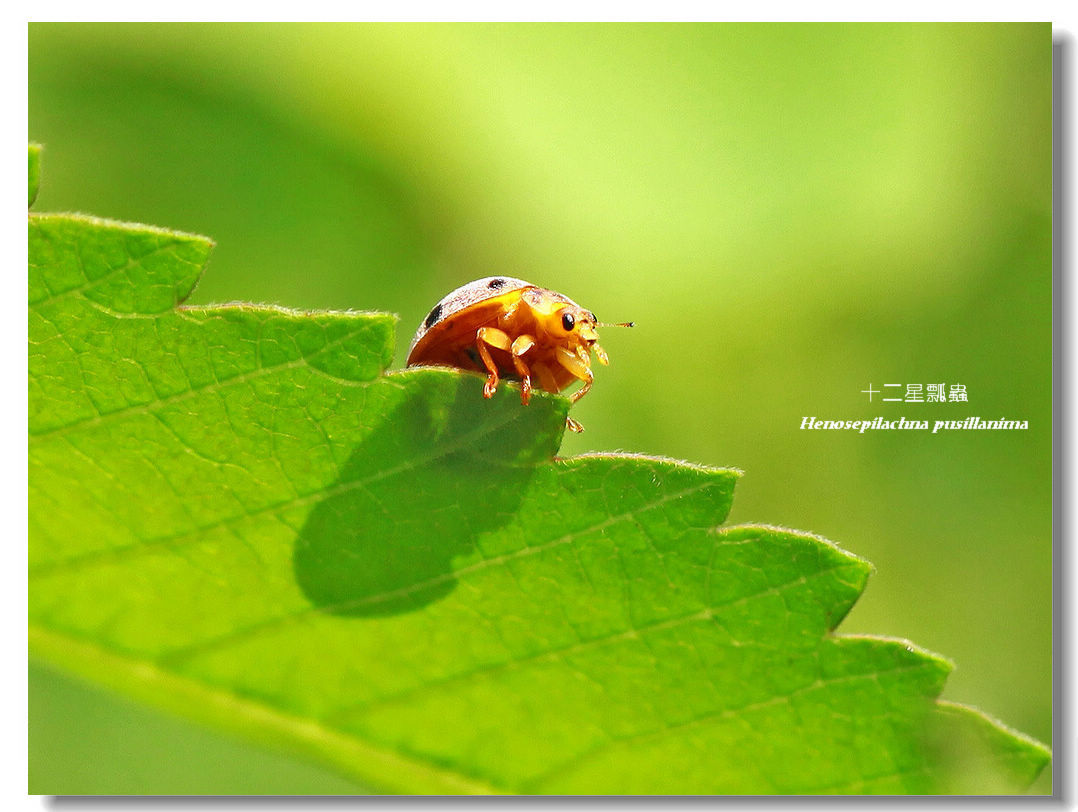 【【十二星瓢虫】摄影图片】广州郊外生态摄影