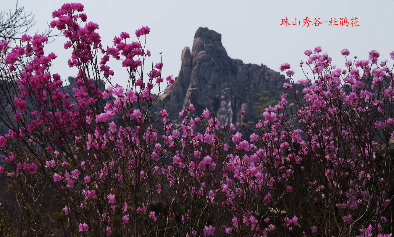 珠山秀谷-杜鹃花