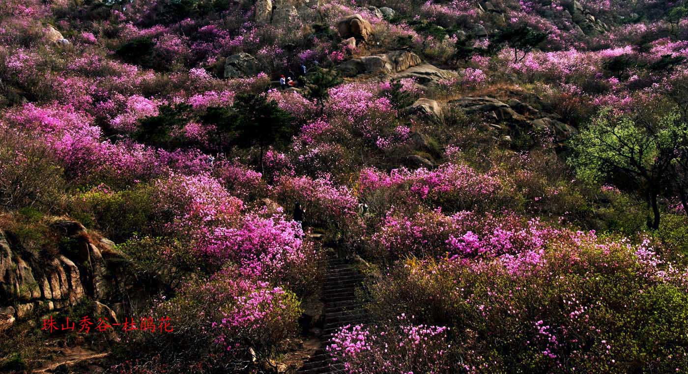 珠山秀谷-杜鹃花