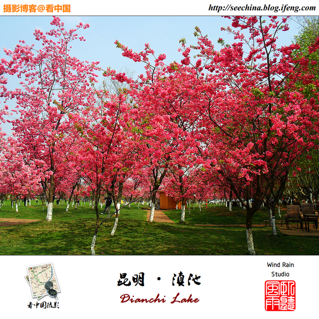 云南.滇池.樱花