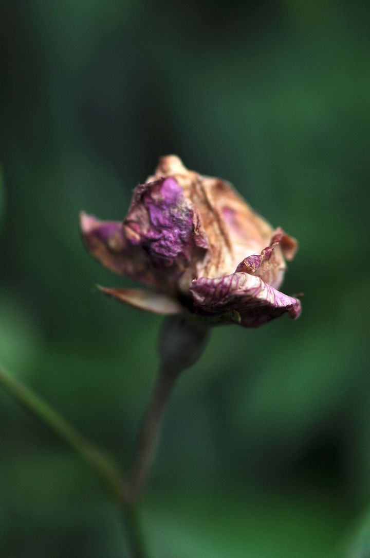 随拍【那些花儿-蔫了的花干也很. (共p)