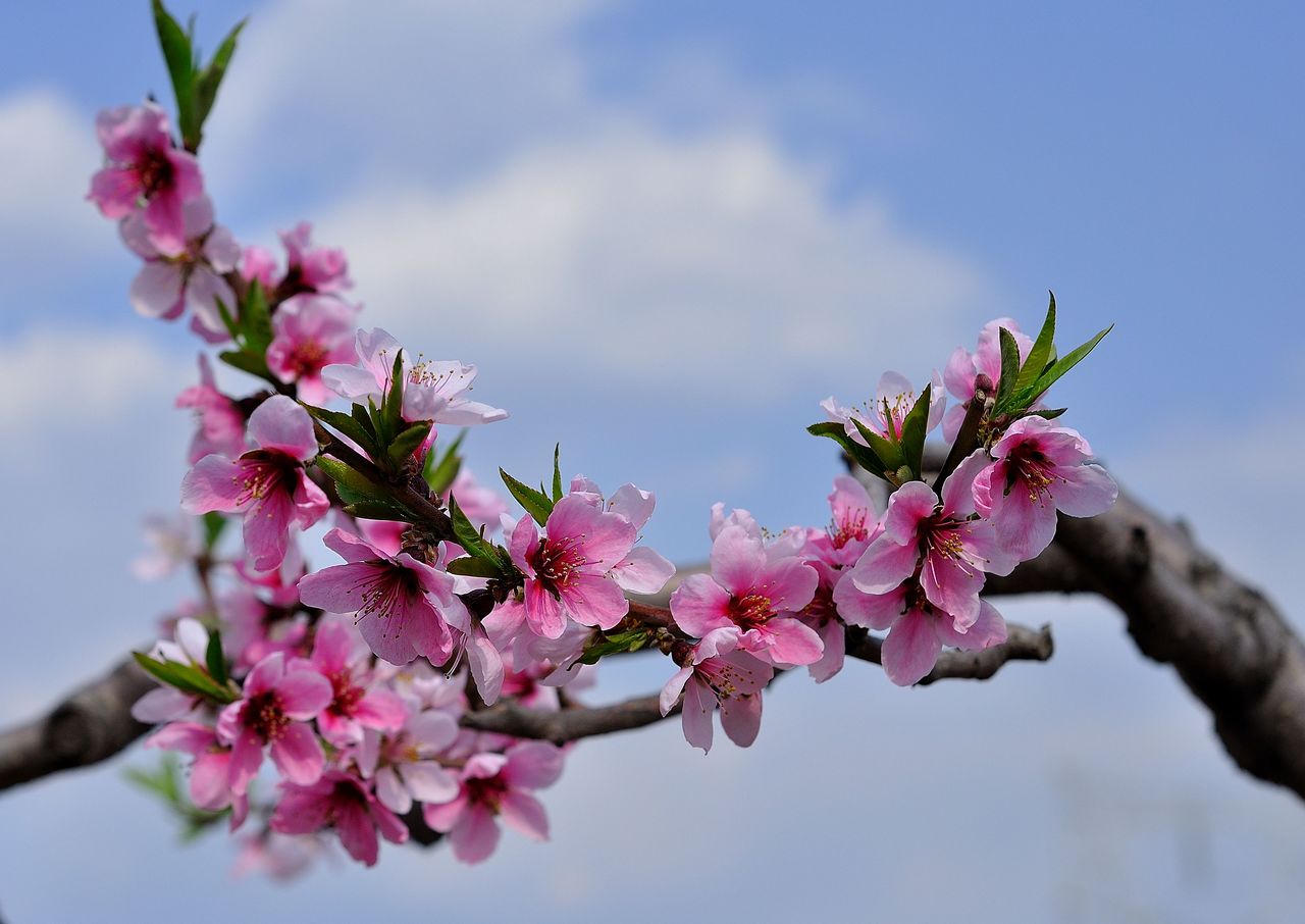 河口桃花节