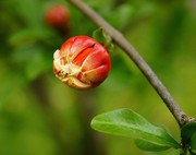 含苞石榴花