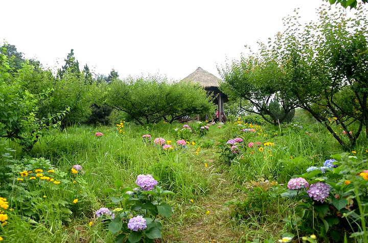 绚烂山花