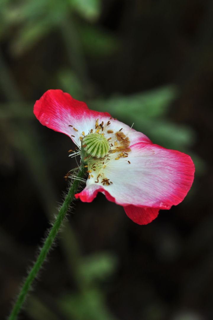 【残花】【败叶】【盎然的生机-虞美人花苞】