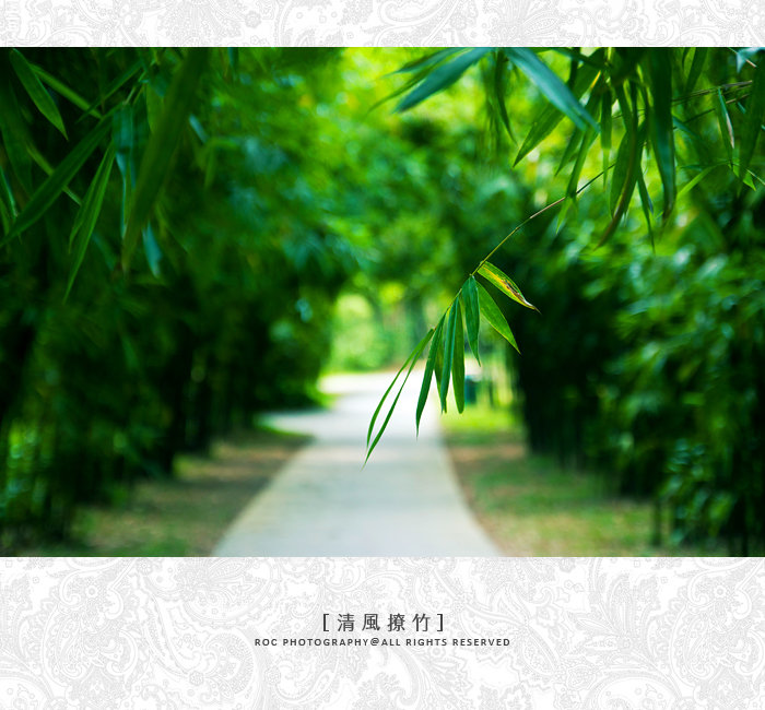 【清风撩竹摄影图片】广州生态摄影_太平洋电脑网摄影部落
