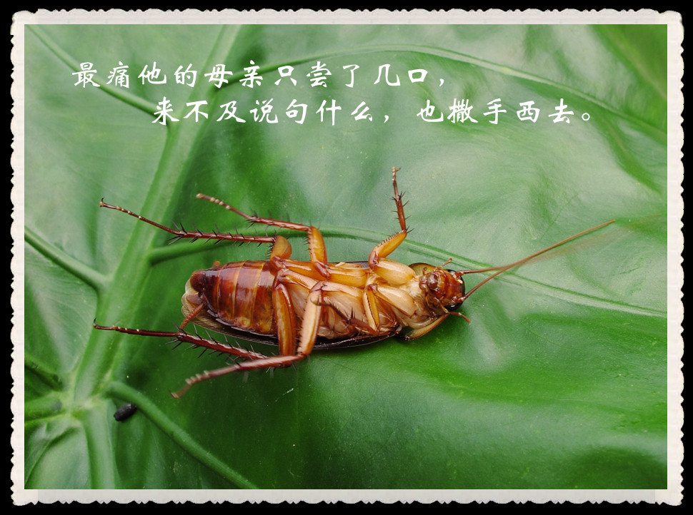 蟑螂之死