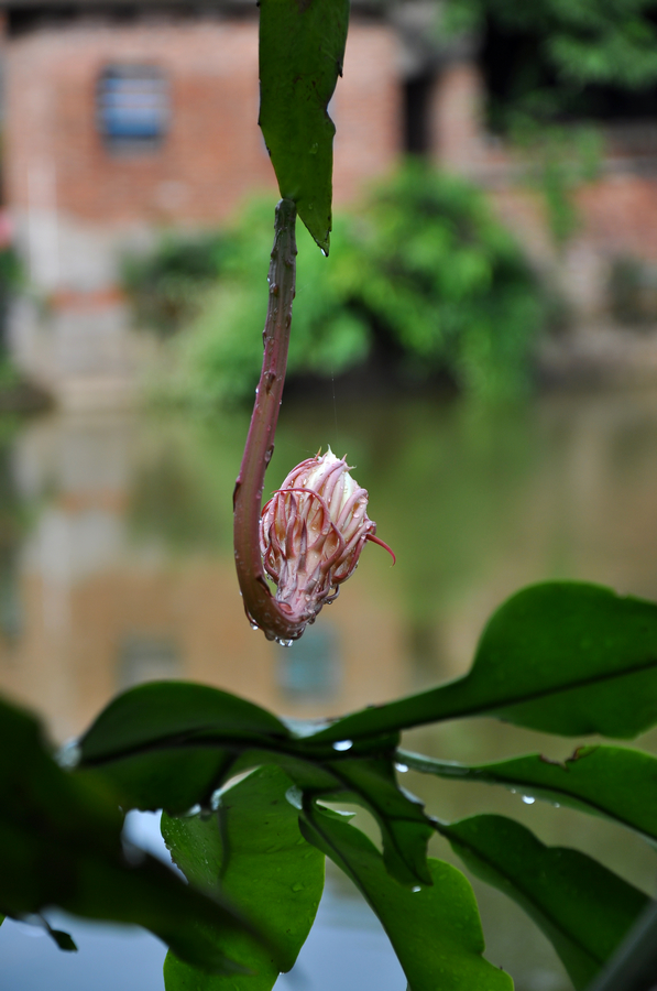 记录昙花从花蕾到盛开全过程