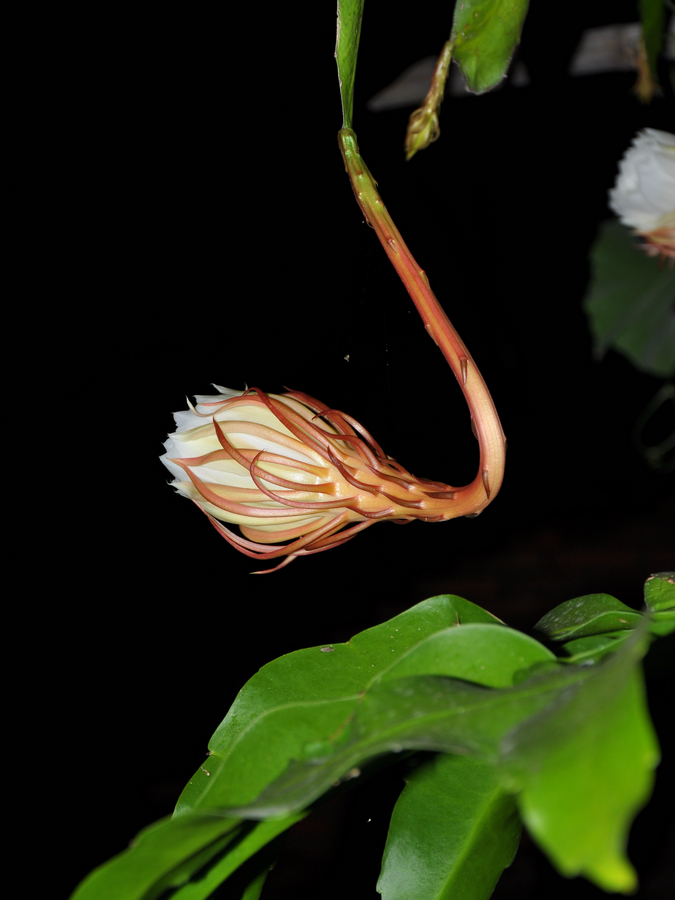 记录昙花从花蕾到盛开全过程