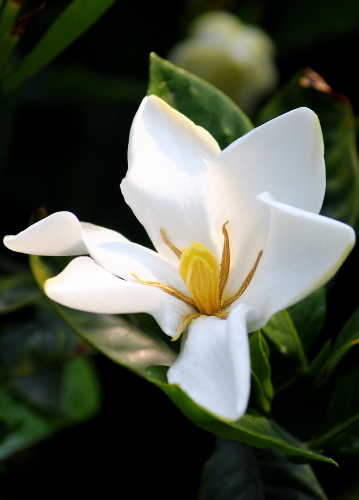 栀子花开