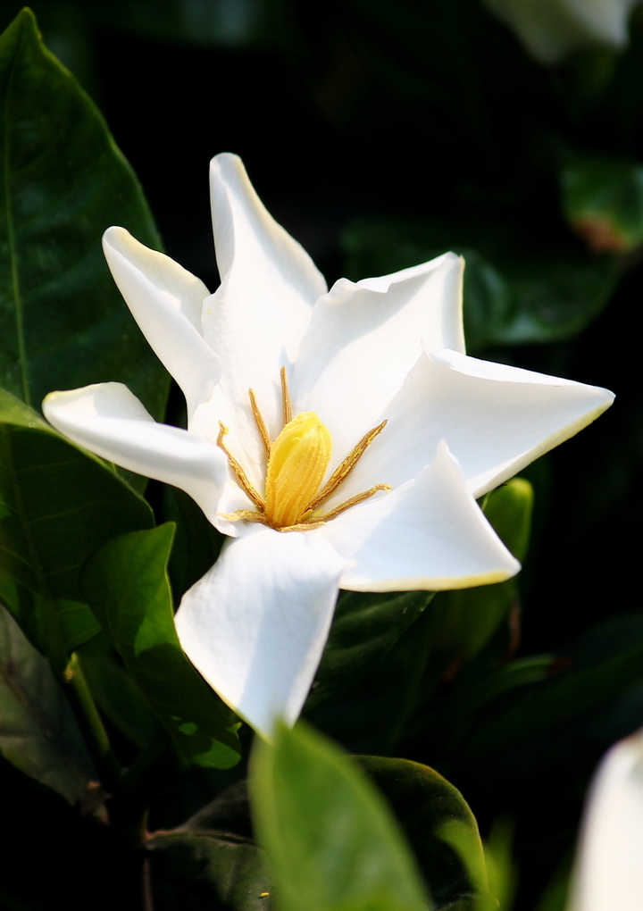 栀子花开