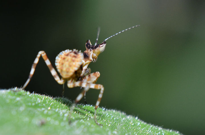 【寻虫记--丽眼螳螂摄影图片】野外丛林生态摄