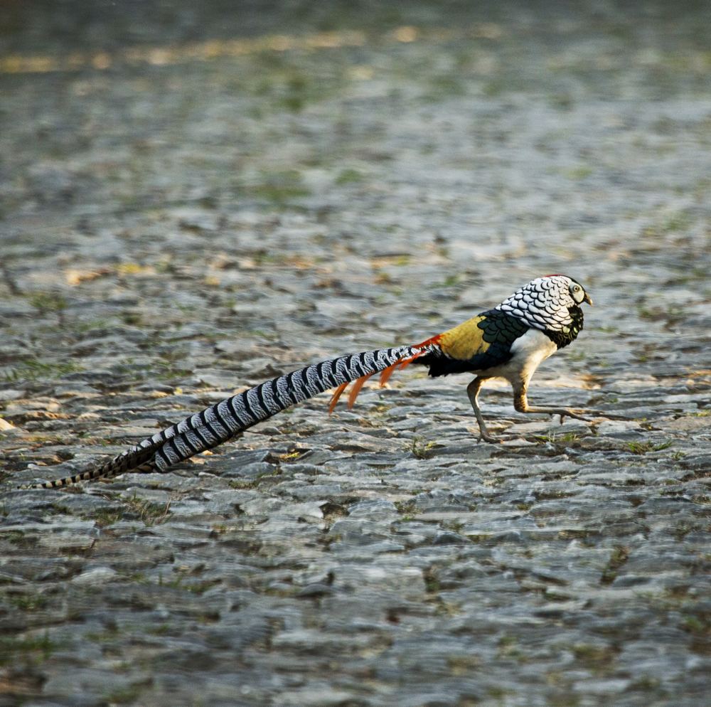 白腹锦鸡