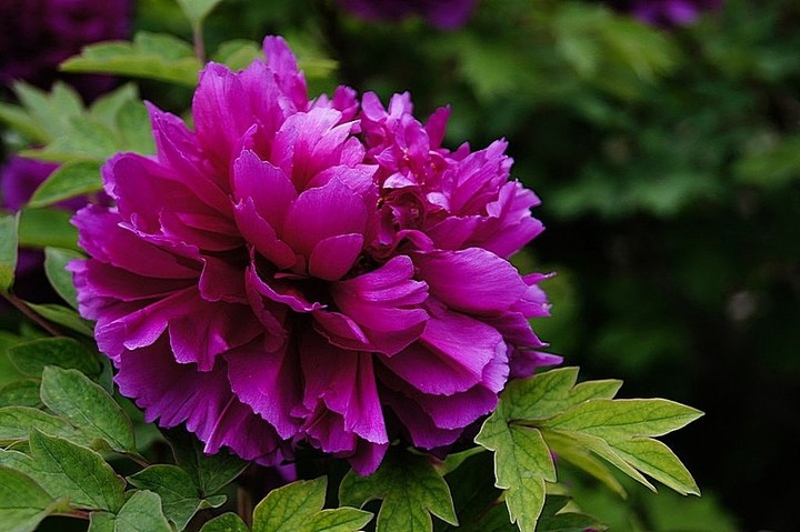 紫牡丹