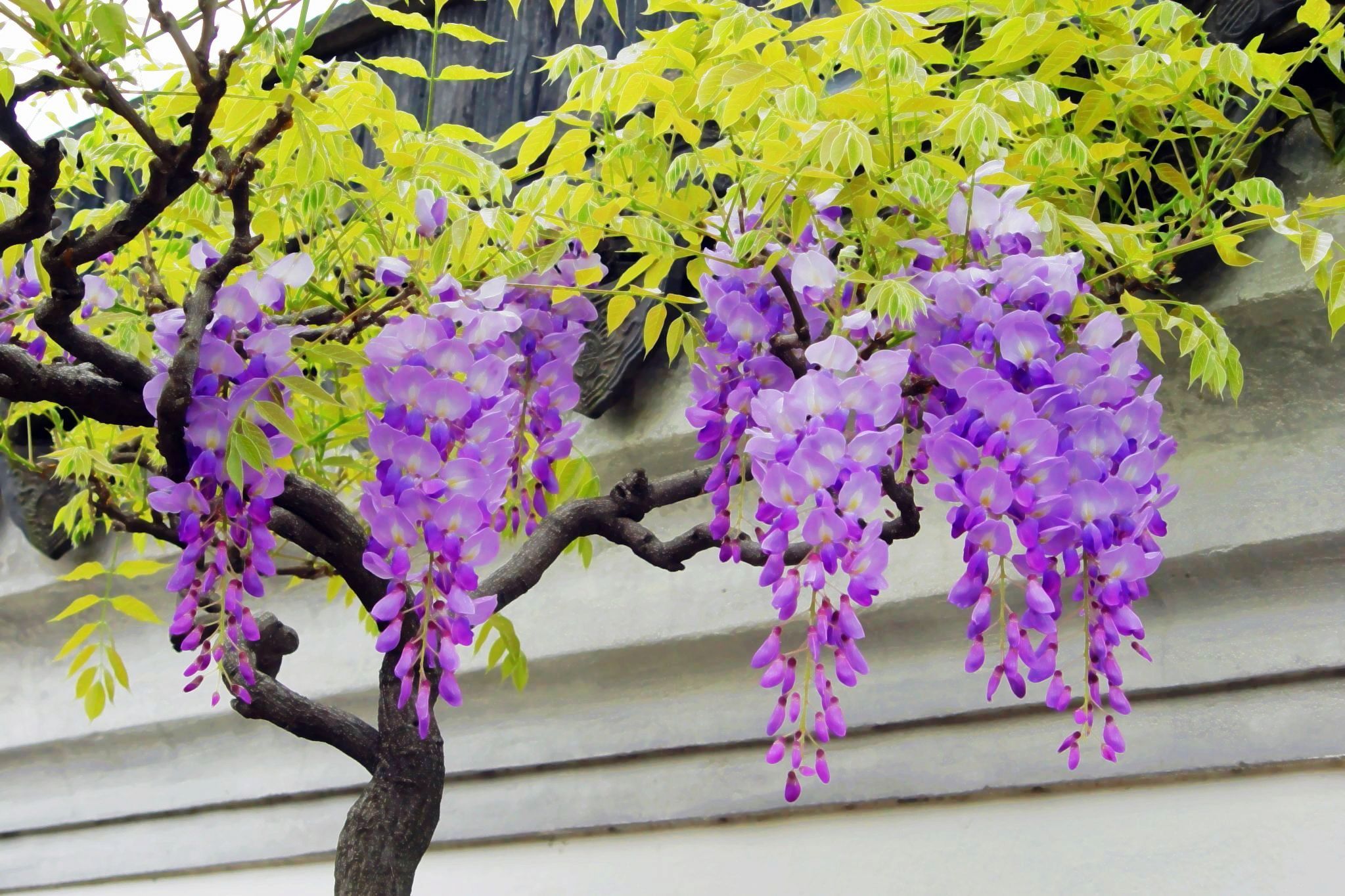 紫藤图片_植物根茎的紫藤图片大全 - 花卉网