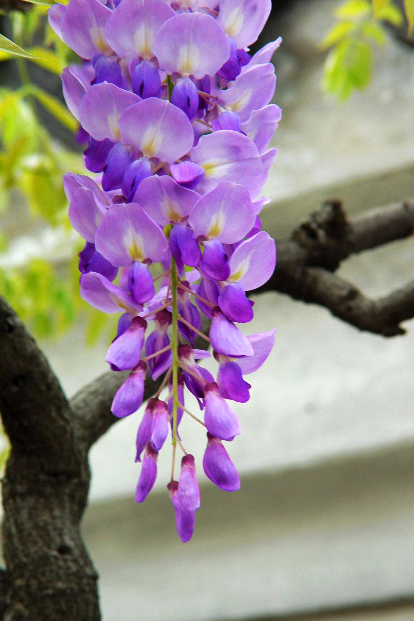 紫茉莉图片_风景花卉的紫茉莉图片大全 - 花卉网
