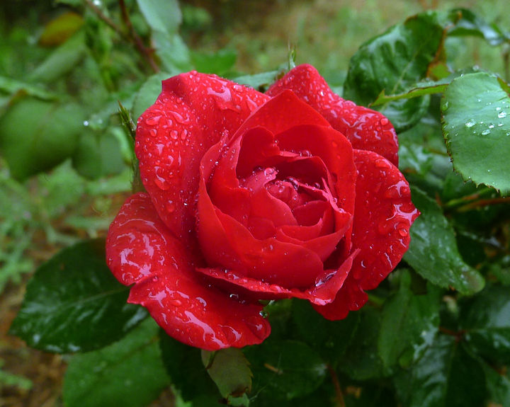 【月季花摄影图片】丰润曹雪芹公园生态摄影