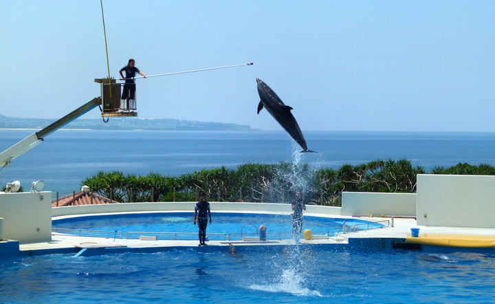 【海豚表演摄影图片】冲绳海之水族馆风光旅游